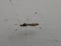 Gampsocoris culicinus